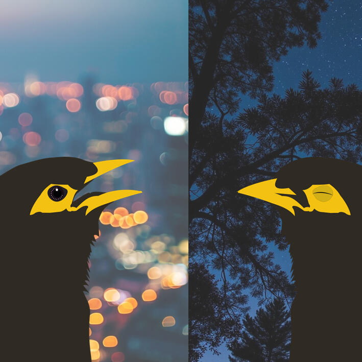 Sleepy birds, quiet dawns - The Conversation